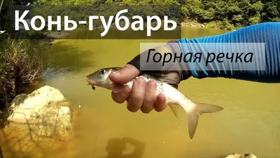 Конь Губарь. Необычные рыбы Амура. Horse Gubar . Unusual Amur fish. -  YouTube