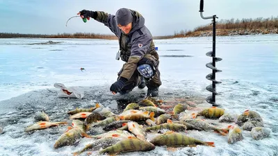 Конь-губарь - К - Реальная русская рыбалка на 1505 рыб - World of Fishers