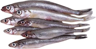 Рыба Корюшка - «Вкусная, не вонючая, с большим содержанием белка – это  КОРЮШКА или та самая рыбка, что пахнет свежим огурцом! + ФОТО | Рыба корюшка:  калорийность, БЖУ» | отзывы