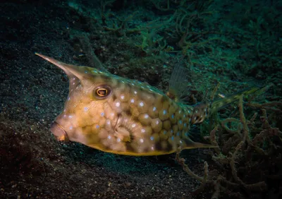 Рыба корова. 4-5см. Thornback cowfish. Lactoria fornasini