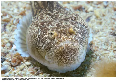 Фотография Звездочет или морская корова (Uranoscopus scaber) Черное море |  Фотобанк ГеоФото/GeoPhoto | GetImages Group