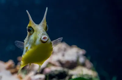 Lactoria cornuta (Рыба-корова)... аклиматизируется или \"заболела\"? -  Здоровье рыб и прочих обитателей морского аквариума - МОРСКОЙ АКВАРИУМ -  форум Аква Лого