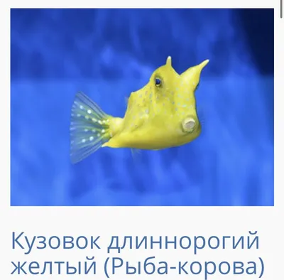 Ядовитые гады Черного моря: На кого лучше не наступать и в руки не брать?