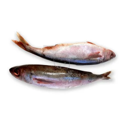 Рыба красноглазка фото фото