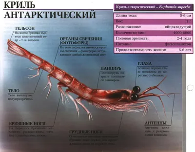 Антарктический криль: Основа пищевых цепей и самое важное существо в  океане. Кто они, и каков их цикл жизни? | Пикабу