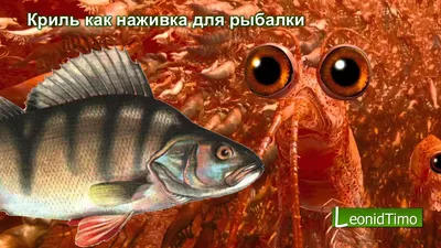 Насадочный пеллетс Carptronik Krill (Криль) 12мм купить в Харькове доставка  по Украине – IQ-FISHING