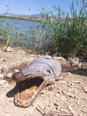 Египет на фото | Рыба-крокодил (Пятнистый плоскоголов / Cociella crocodila)