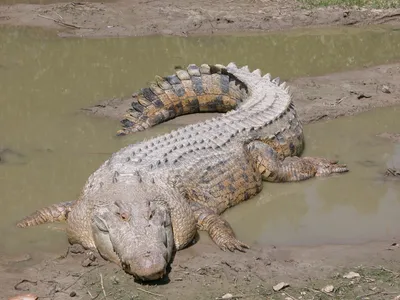 Два Gharials, Называется Также Гавиал И Рыба-крокодил Ест Фотография,  картинки, изображения и сток-фотография без роялти. Image 24760203