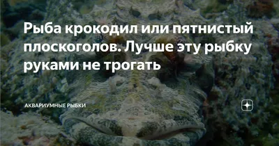 Рыба Крокодил Рыба Кость Типа Osteichthyes Flathead Platycephalidae Рыба  Крокодил стоковое фото ©vitaliy6447 401886498