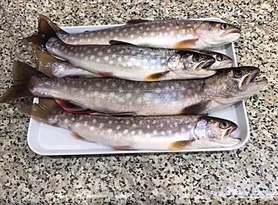 Видели в наших магазинах такую рыбку?Она называется кунджа 🐟И внешне  выглядит довольно интересно: она покрыта мелкой гладкой чешуей с крупными  белыми пятнышками ☝Кунджа - это