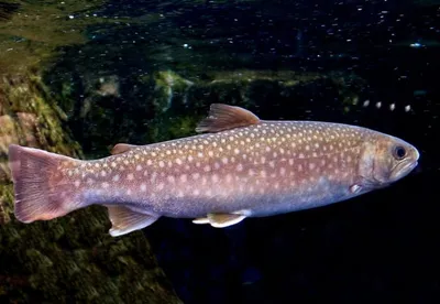 Рыбы наших вод - Кунджа Salvelinus leucomaenis (Pallas,... | Facebook