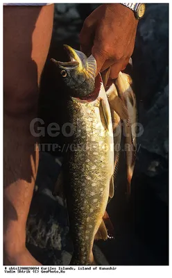 Пятнистый хищник - Рыболовный тур на южную Кунджу - Берег Сахалина.  Рыболовные туры по острову Сахалин. Путешествия