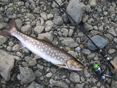 Микижа: фото, описание и места ловли рыбы микижи на Камчатке