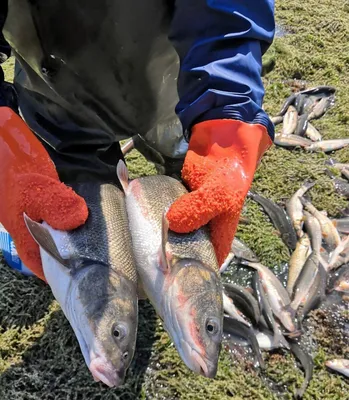 Гуандун соленые рыбы дикие морские рыбы морские дн курицы большой глаз  курица белый Процветать черный Куриный рыбный день, солнечная соленая рыба