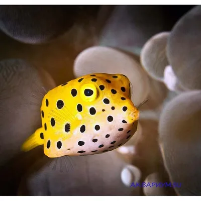 Кузовок-кубик | Yellow boxfish - 3D model by darwinmuseum.ru [4838ed8] -  Sketchfab