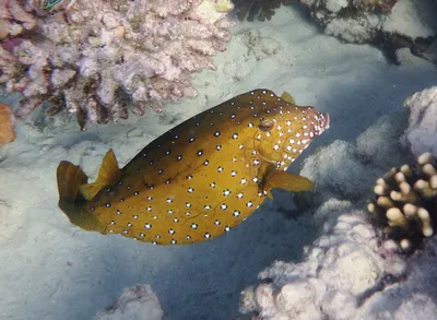 Самшит из семейства Ostraciidae также известен как хоботок.