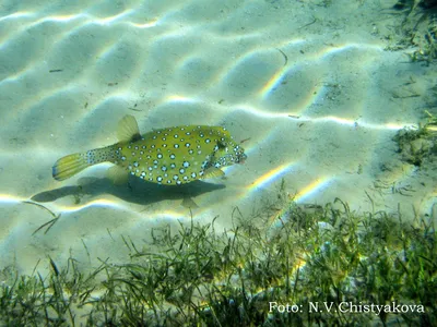 File:Kofferfisch, Ostracion cubicus,рыба-кузовок.DSCF0918ВЕ.jpg - Wikimedia  Commons