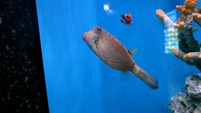 Кузовок длиннорогий желтый (Lactoria cornuta) | Aquarium-Style