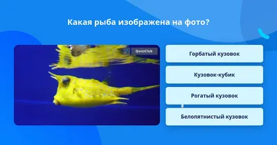 Рогатый кузовок: Рыба-параноик нацепила на себя сразу 4 защитные системы.  Работает ли это на практике? | Пикабу