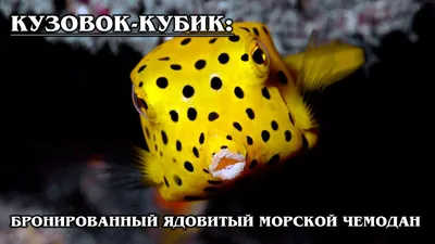 Кузовки - Страница 2 - Рыбы - Морской аквариум. Форумы ReefCentral.ru -  Страница 2