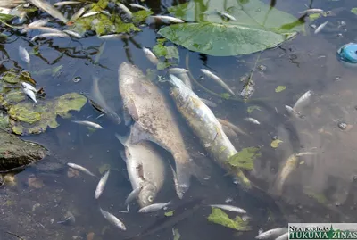 Засолка сёмги, форели или лосося – рецепт маринада с водкой