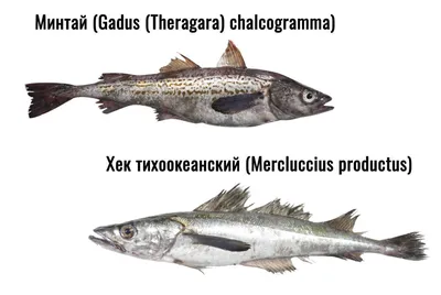 Рыба лемонема с/м тушка — купить в Красноярске. Икра, рыба, морепродукты на  интернет-аукционе Au.ru