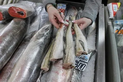 Минтай б/г с/м 300-500 (24.95 кг) North Pacific Seafoods купить по выгодным  ценам в Киеве, заказать Рыба столовых сортов онлайн в интернет магазине  морепродуктов ribka.ua