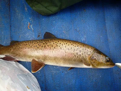Разыскивается ленок: река Бикин, сентябрь 2013, ловля ленка, фото и видео