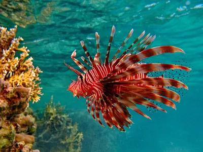 Рыба - крылатка, рыба - лев, львиная скорпена (лат. Pterois volitans) - за  красотой окраски и формы её плавников… | Lion fish, Underwater fish,  Beautiful fish