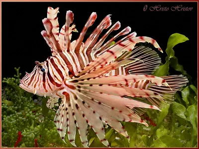 рыба-лев в красном море стоковое фото. изображение насчитывающей филиппины  - 216939096