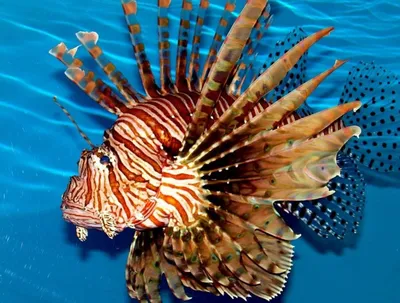 Лев-рыба, крылатка (Pterois volitans)