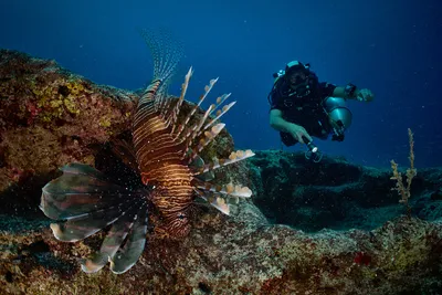 рыба-лев, плывущая в теплых морях экватора над рифовыми камнями в поисках  пищи. Стоковое Фото - изображение насчитывающей хищник, скуба: 215257912
