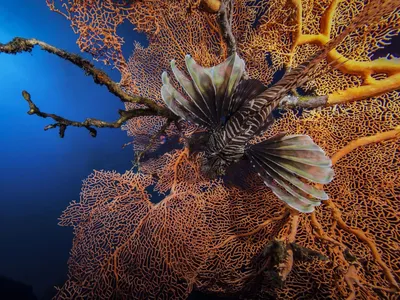 рыба-лев в красном море стоковое изображение. изображение насчитывающей  красно - 216939105