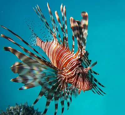 JELLY-FISH рыба-лев цветная силиконовая, светящаяся в темноте, маленькая