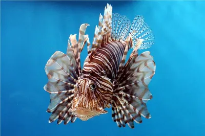 Полосатая крылатка или рыба-лев (лат. Pterois volitans) – Интересные  животные