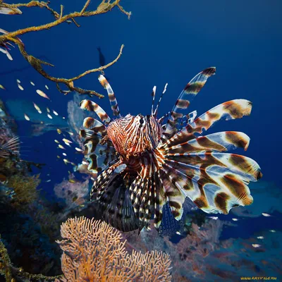 картинки : Подводный, подарок, цвет, Красочный, Лев, коралловый риф, Риф,  Ядовитый, красивая, Экзотический, естественная среда, Опасный, организм,  Красная огненная рыба, Исключительный, окружающая среда, Морская биология,  Коралловые рифы, Глубоководная ...