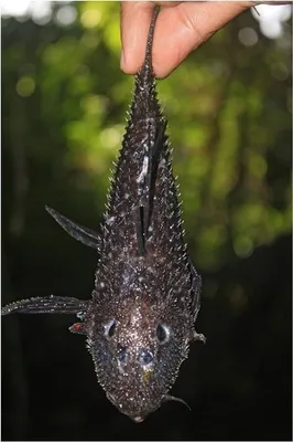 Фотография 00000333 «Вот это макияж!...» [ Бородавчатая рыба-лягушка  (Antennarius maculatus) ] - Photo.VRCP.RU