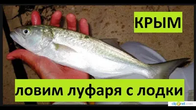 Корвет500НТ+мерк604т...какой винт -- Форум водномоторников.