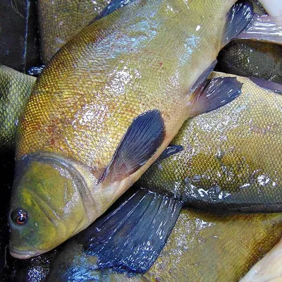 Линь - Fishmarket - Пресноводные рыбы