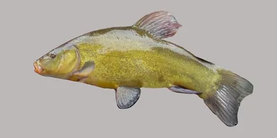 Линь - Fishmarket - Пресноводные рыбы