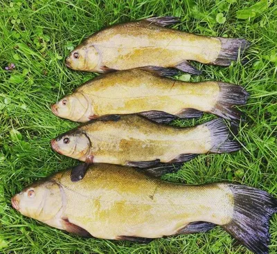 Линь золотой - уникальная рыба для водоема ▻ PRUDIKI.RU