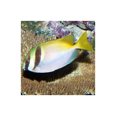 Лисица морская , или Колючий скат (Raja clavata) - Биология и содержание  морских рыб - МОРСКОЙ АКВАРИУМ - форум Аква Лого