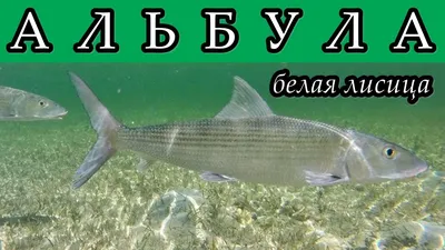 Скаты, морская лиса и бычок – улов новороссийского рыбака