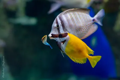Рыба лиса плывет под водой» — создано в Шедевруме