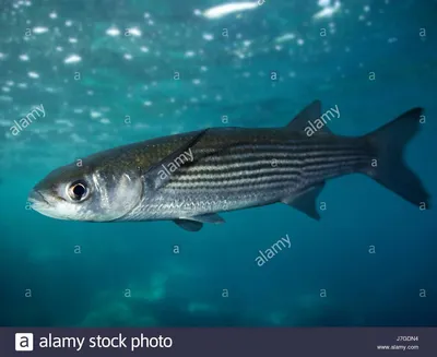 Рыба лобань - 69 фото