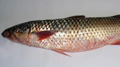 🚩 Рыба лобань: внешний вид, подробное описание и пищевая ценность