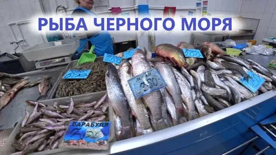 В Одесской области запретили ловить кефаль - Новости Одессы - odessa.online  (17.08.2023)