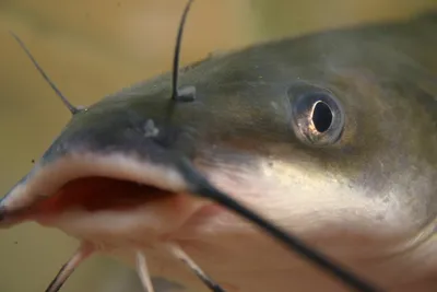Как живёт и выживает сёмга — она же «атлантический лосось» | Приключения  натуралиста | Дзен