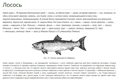 Бабочка Лох-Файн, Дайвинг, Шотландия Стоковое Изображение - изображение  насчитывающей холодно, ангстрома: 158104859