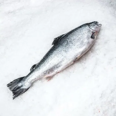 Поговорим о лососях. Сима – «вишневый лосось» - Спортивное рыболовство